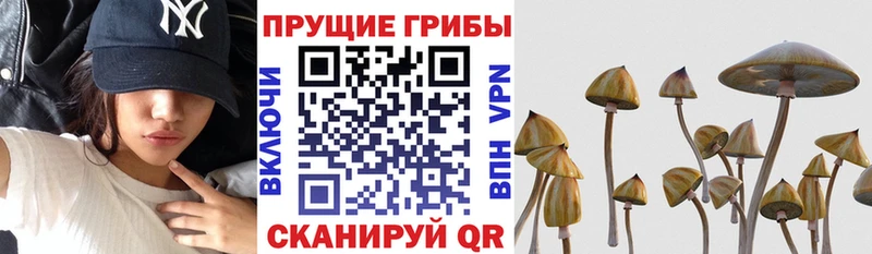 Купить закладки  Первоуральск  Псилоцибиновые грибы MAGIC MUSHROOMS 